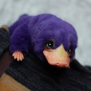 plumplatypus avatar