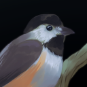 plushchickadee333 avatar