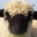 plussheep avatar
