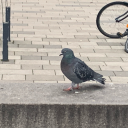 plutonium-humanitatis-studia avatar