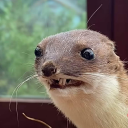 plzhelpmybrainismush avatar