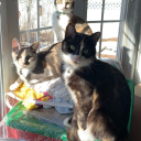 pmpknspcaholic avatar