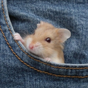 pocket-mouse-away avatar