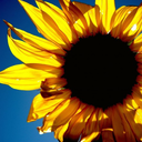 pocketful-of-sunflowers avatar