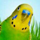 pocketparakeet avatar