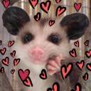 pocketpossum avatar