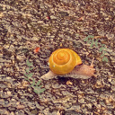 poems-ungrateful-to-the-ungraded avatar