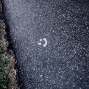 poet-tree-may-bee avatar