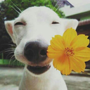 poeta-indecisaa avatar