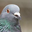 poethepigeon avatar