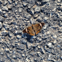 poeticbeauty777 avatar