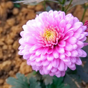 poeticfashion6 avatar