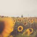 poetry-and-tea avatar