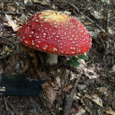 poetry-and-truth avatar