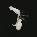 poetryandanarchism avatar