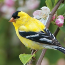 poetrygoldfinch avatar