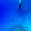 poilastradalatrovidate avatar