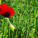 point-of-perfection avatar