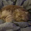 pointedhydra837 avatar