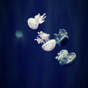 pointless-pirouettes avatar