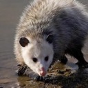 poisoned-mineral-water avatar