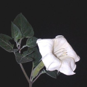 poisonousporn avatar