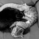 poisonstudios avatar