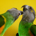 poisparrots avatar