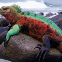 pokemon-binder avatar