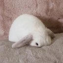 pokespefangirl avatar