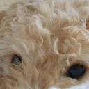 poketrainer2270 avatar