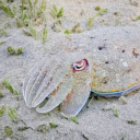 pokies-heresies avatar