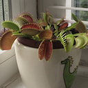 polarischamois avatar