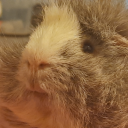 polarisgirisan avatar