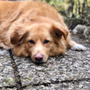 polarpugsworld avatar