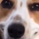 polistenkacin avatar