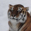 politelypoisoningyou avatar