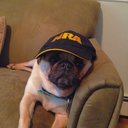 politicallyincorrectpug avatar