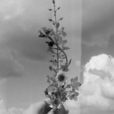 politikacibayan avatar