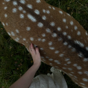 polkadotdeer avatar