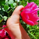 polkadotpoppy avatar