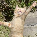 polloloco2022 avatar