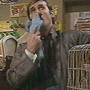 polly--parrot avatar