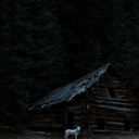 pollypocketlizard avatar