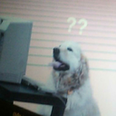 polyglottishthings avatar