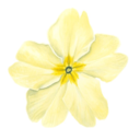 polyreassurance avatar