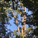 pommes-et-poires avatar