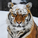 pommeverterouge avatar