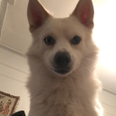 pomskyprincedima avatar