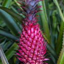 pony-f-krueger avatar